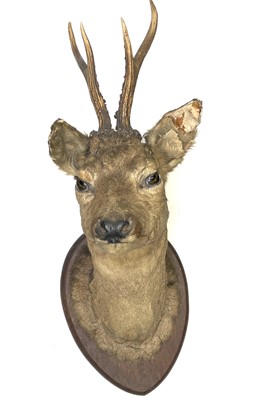 Lot 139 - Taxidermy, a stuffed deer's head mounted on an...