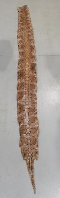 Lot 3 - A 13ft Reticulated Python Skin.
