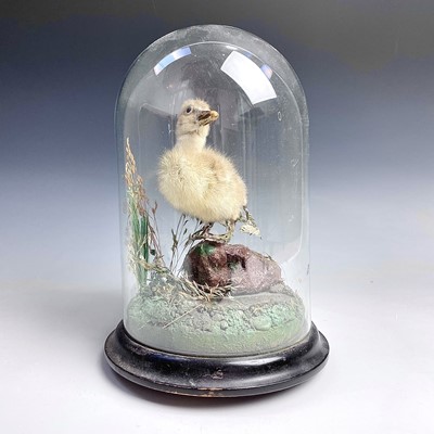 Lot 315 - A Victorian taxidermy curio of a four-legged...