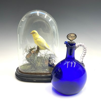 Lot 313 - A Victorian taxidermy yellow canary, in...