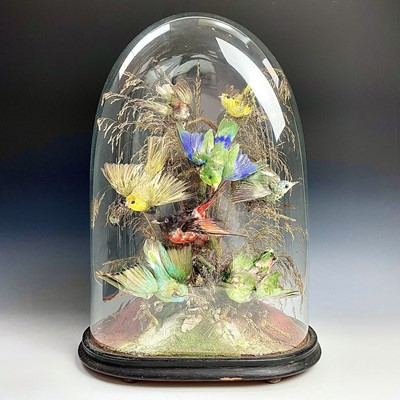 Lot 326 - A Victorian taxidermy display of exotic birds,...