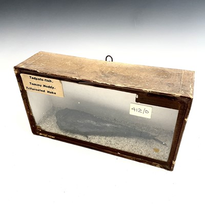 Lot 328 - A late 19th century cased taxidermy display of...