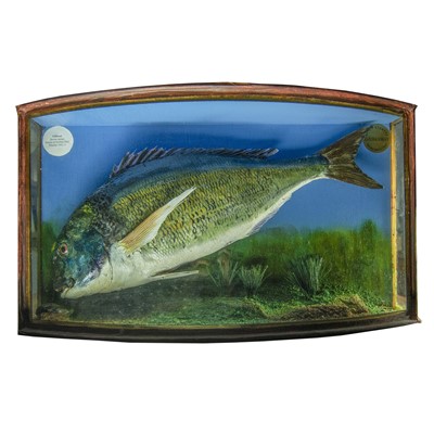 Lot 329 - A cased taxidermy display of a Gilthead Sparus...