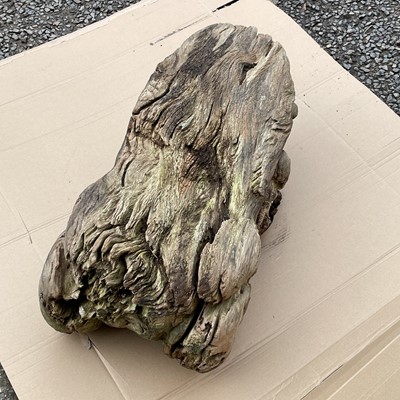 Lot 606 - An elm large carving of a toad, length 76cm.