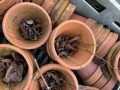 Lot 629 - Three crates of terracotta plant pots of...