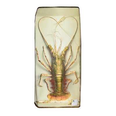 Lot 227 - A taxidermy display of a giant crayfish in a...