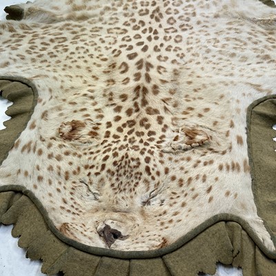 Lot 170 - A taxidermy leopard skin rug, indistinct label,...