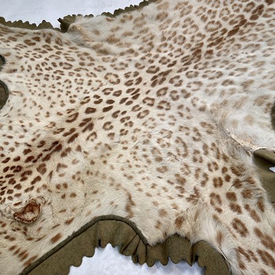 Lot 170 - A taxidermy leopard skin rug, indistinct label,...