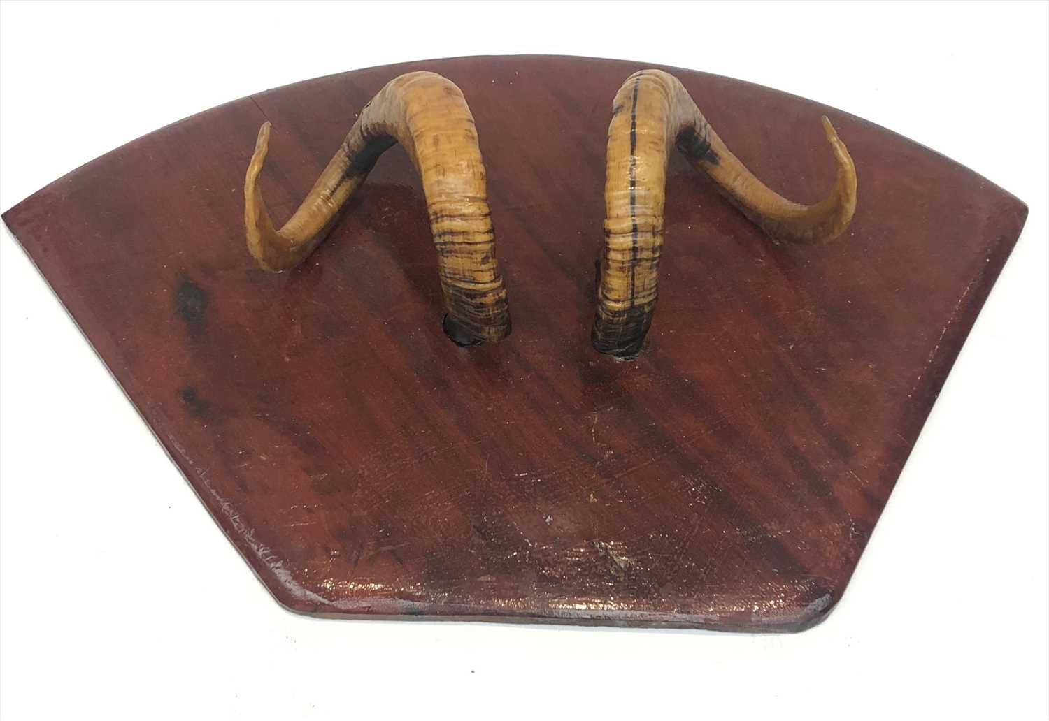 Lot 295 - A pair of mounted rams horns.