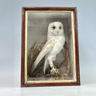 Lot 291 - Taxidermy, a study of a barn owl in glazed...