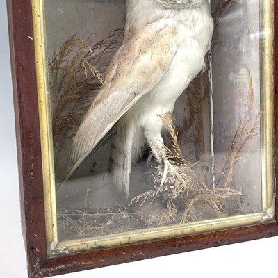 Lot 291 - Taxidermy, a study of a barn owl in glazed...