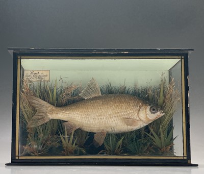 Lot 292 - Taxidermy, a cased study of a roach, early...