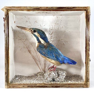 Lot 51 - A Victorian taxidermy kingfisher, labelled for...