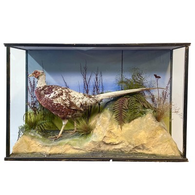 Lot 50 - A cased taxidermy pheasant, early 20th century.