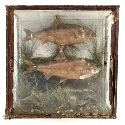 Lot 104 - A Victorian cased taxidermy pair of freshwater fish, probably Bream.