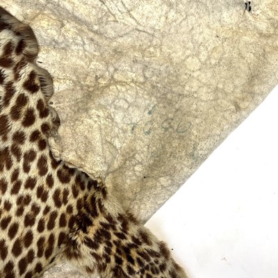 Lot 168 - A taxidermy leopard skin rug.