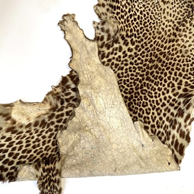 Lot 168 - A taxidermy leopard skin rug.