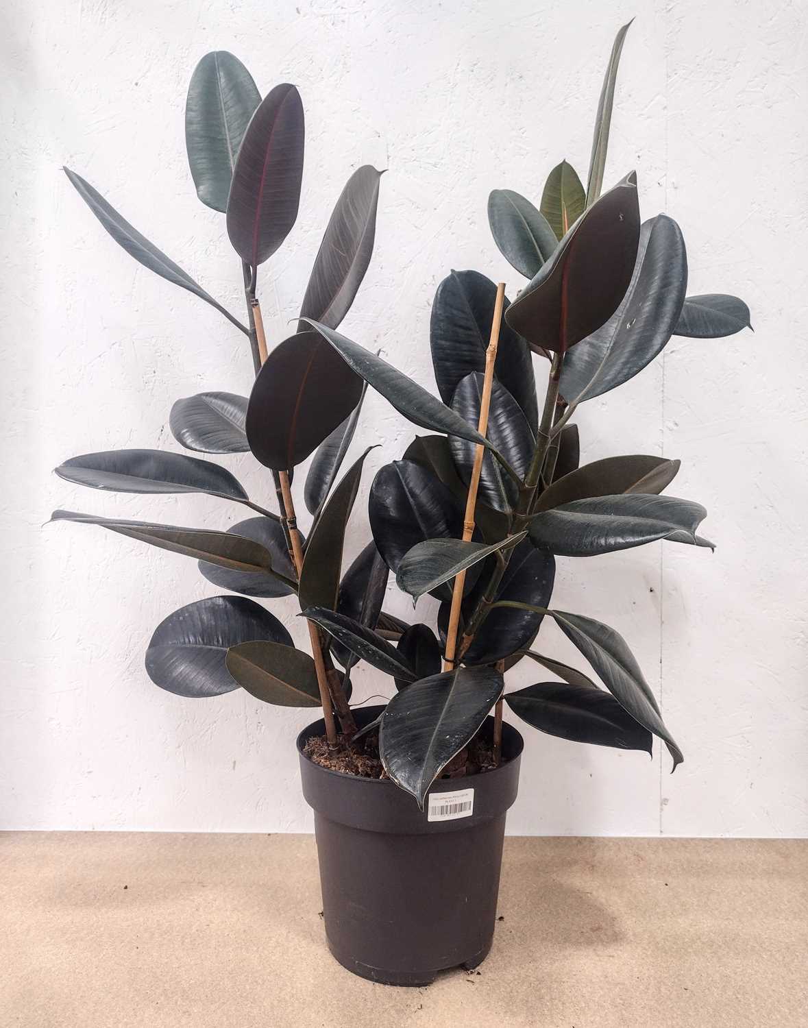 Lot 65 - A ruby rubber tree, standing 85cm tall with...