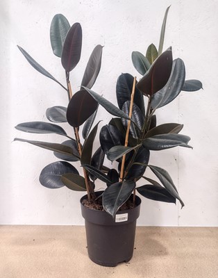 Lot 65 - A ruby rubber tree, standing 85cm tall with...