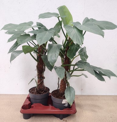 Lot 63 - Two philodendron hastatum plants, 63cm tall.