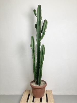 Lot 1 - A large desert cactus, 195cm tall.
