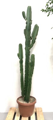 Lot 1 - A large desert cactus, 195cm tall.