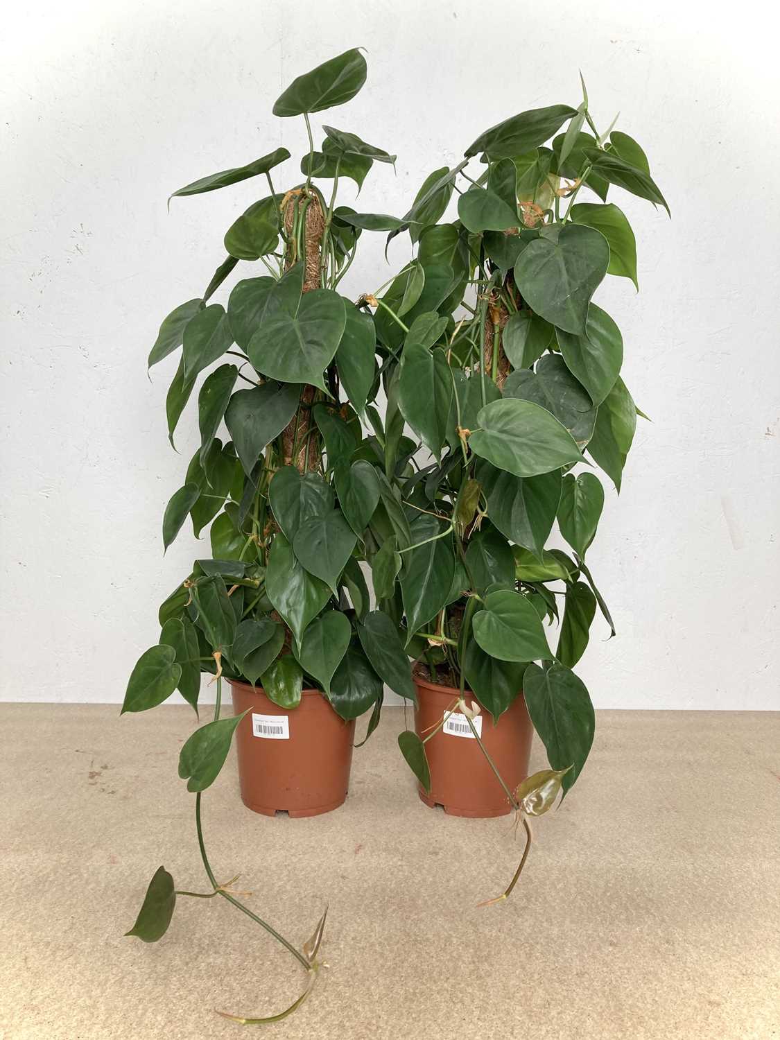 Lot 14 - Two Sweetheart Vines, 70cm tall.