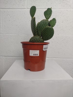 Lot 60 - A Yellow Bunny Ear cactus, 22.5cm tall.