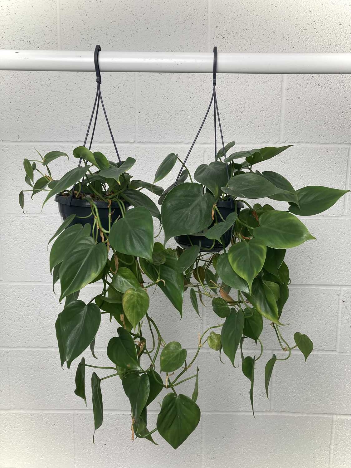 Lot 16 - Two Philodendron Sweetheart Vines, 40cm long.