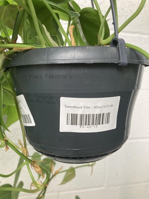 Lot 17 - Three Philodendron Sweetheart Vines, 40cm in...