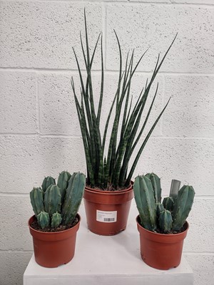 Lot 56 - Two Blue Myrtle Cacti and a Curio Ficoides...