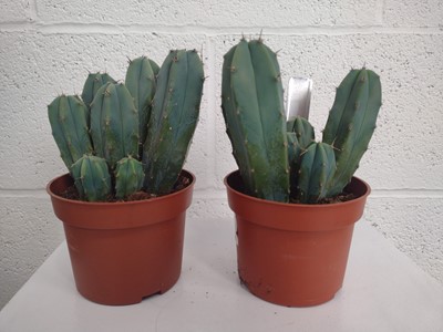 Lot 56 - Two Blue Myrtle Cacti and a Curio Ficoides...