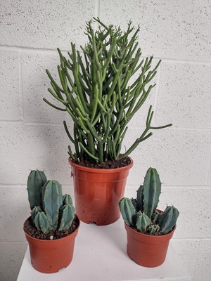 Lot 35 - A Pencil Cactus, 35cm in height and two Blue...