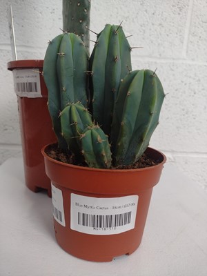 Lot 23 - A Road Kill Cactus, 36cm tall, together with a...