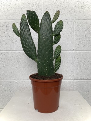 Lot 55 - A large Road Kill Cactus, 32cm in height.