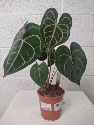 Lot 43 - Two Giant Lace Leaf plants, 33cm tall.
