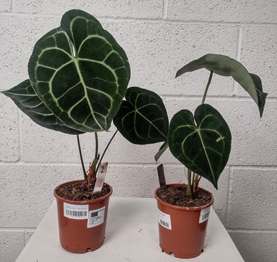 Lot 26 - Two Giant Lace Leaf plants, 33cm tall.