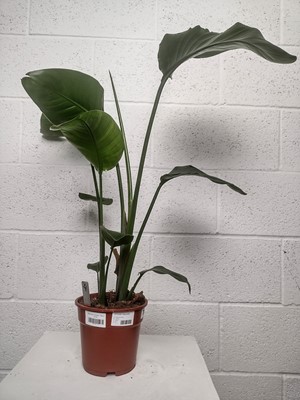 Lot 78 - A White Bird of Paradise, 62cm tall.