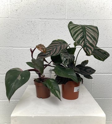 Lot 123 - A Pinstripe Calathea along with a Pink...