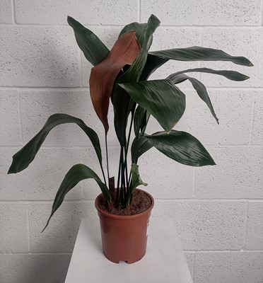 Lot 104 - A Cast Iron plant, 60cm tall.