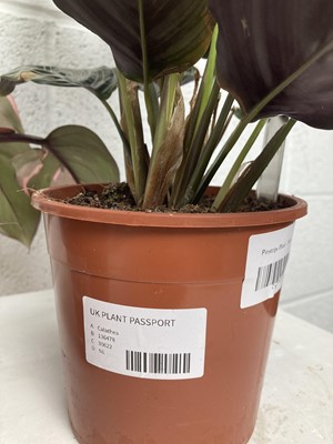 Lot 97 - A Pinstripe Calathea along with a Pink...