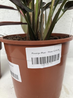 Lot 97 - A Pinstripe Calathea along with a Pink...