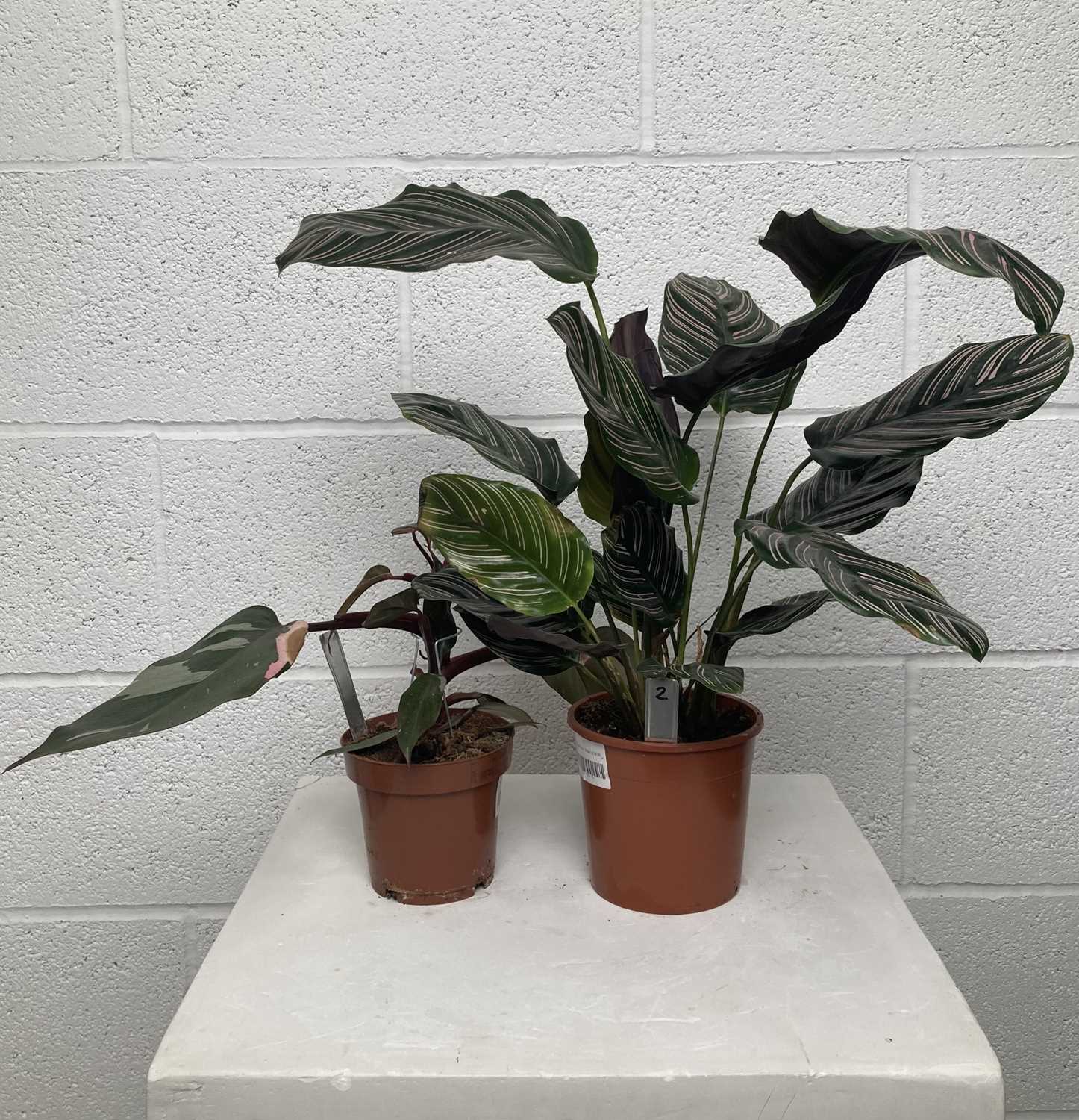 Lot 97 - A Pinstripe Calathea along with a Pink...