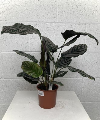 Lot 97 - A Pinstripe Calathea along with a Pink...