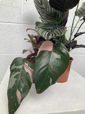 Lot 97 - A Pinstripe Calathea along with a Pink...