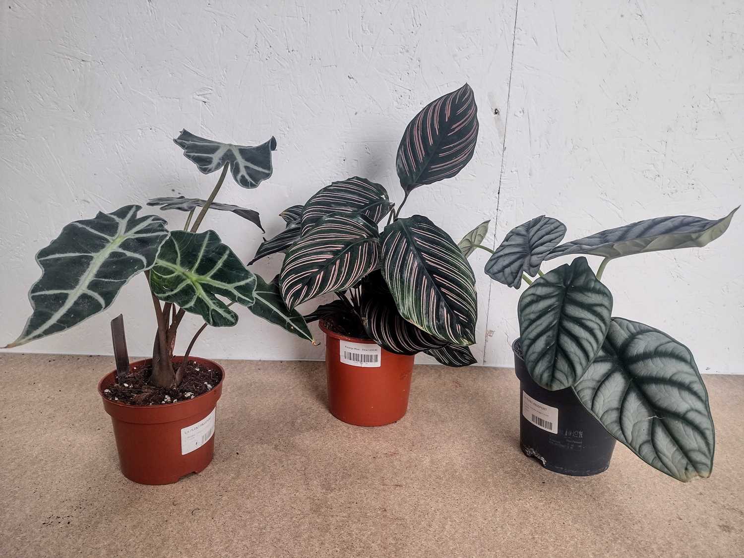 Lot 84 - A Pinstripe plant, a Dragon Scale plant and an...