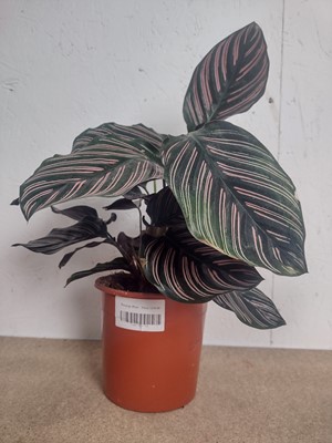 Lot 84 - A Pinstripe plant, a Dragon Scale plant and an...