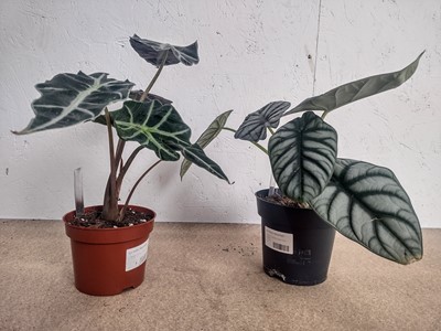 Lot 84 - A Pinstripe plant, a Dragon Scale plant and an...