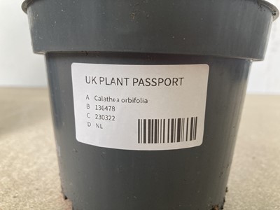 Lot 24 - A pair of Calathea Orbifolia plants. 40cm in...