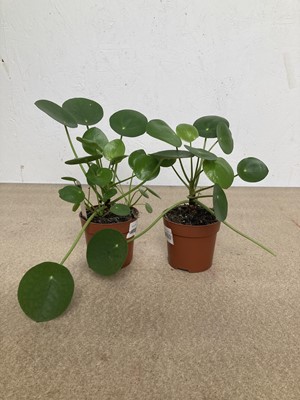 Lot 66 - A pair of Pilea Peperomoides (Money Plants)....